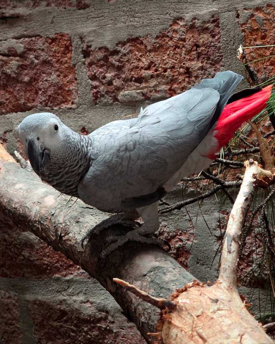 Image of Yaco o Loro gris africano