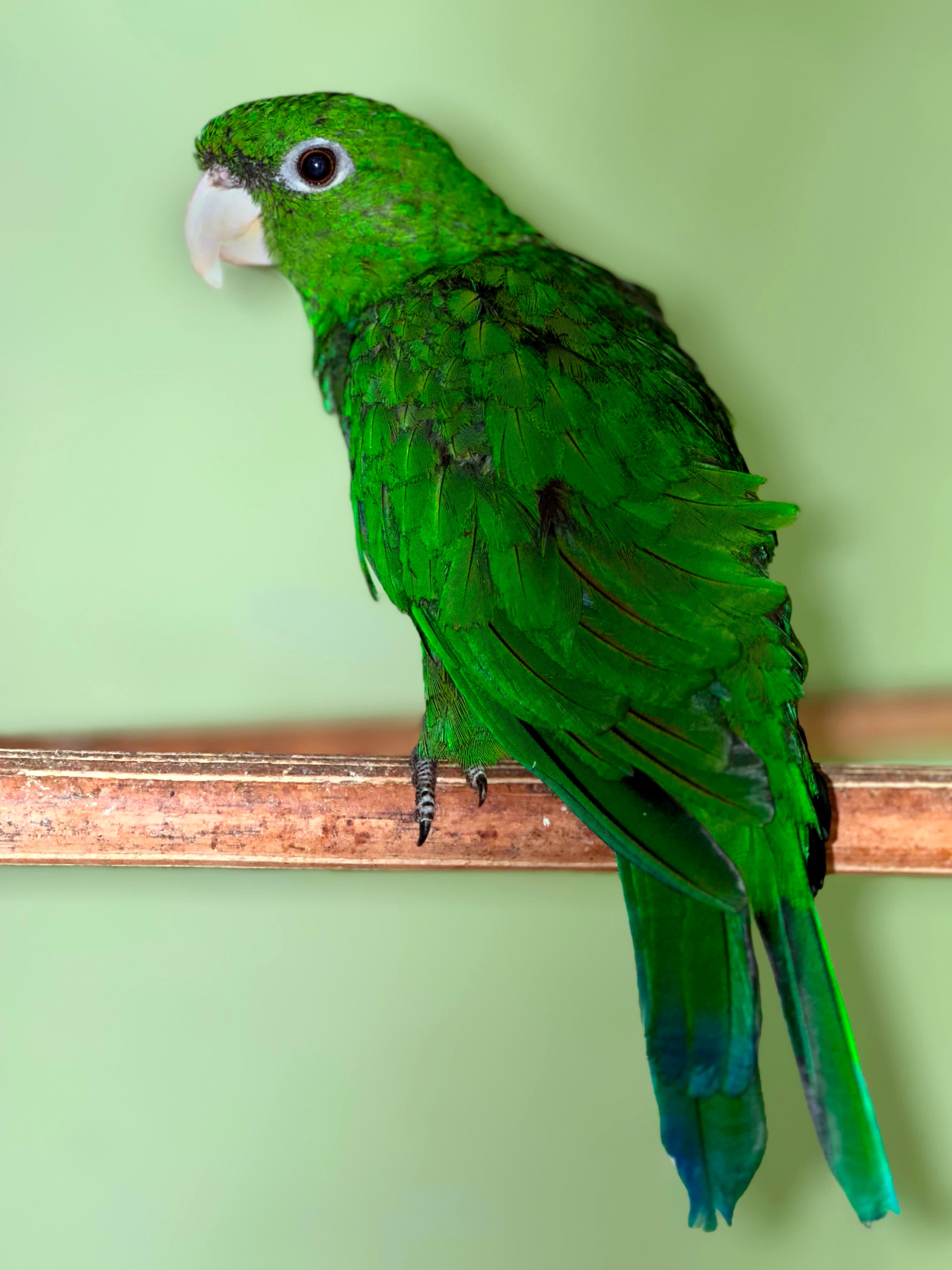Image of Blue-bellied parrot