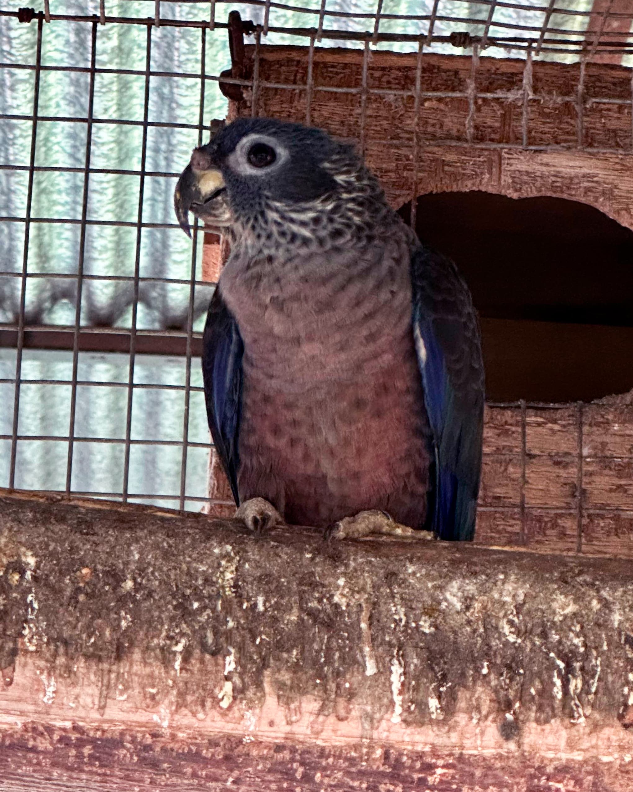 Image of Dusky parrot