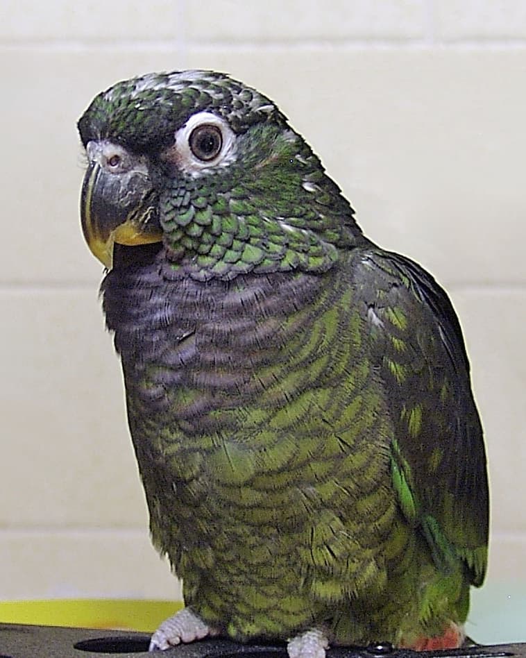 Image of Loro choclero