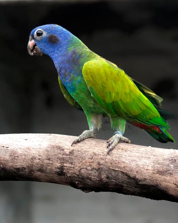 Image of Loro cabeciazul