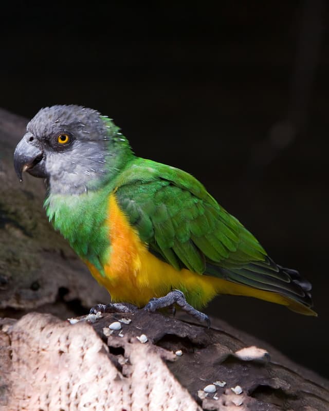 poicephalus-senegalus