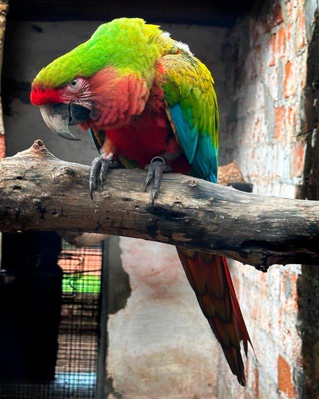 calico-macaw