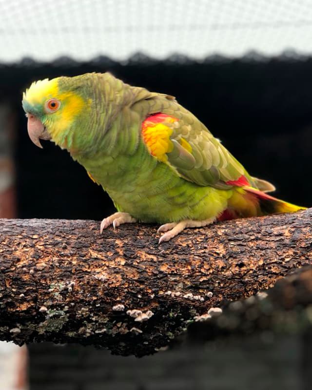 cinnamon-amazona-aestiva