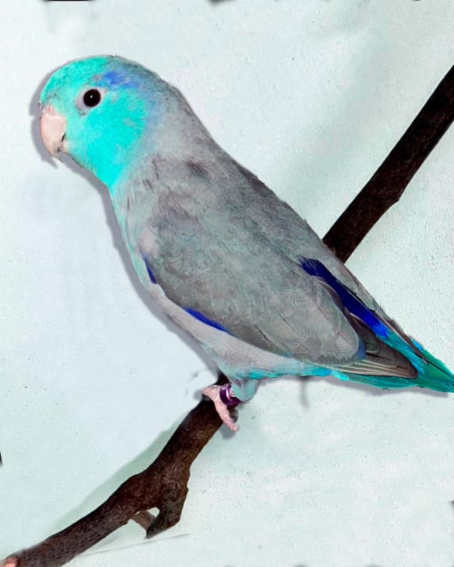 forpus-xanthopterygius-mutations