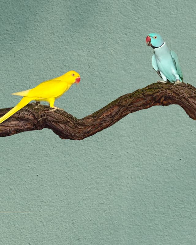 psittacula-krameri-mutacion