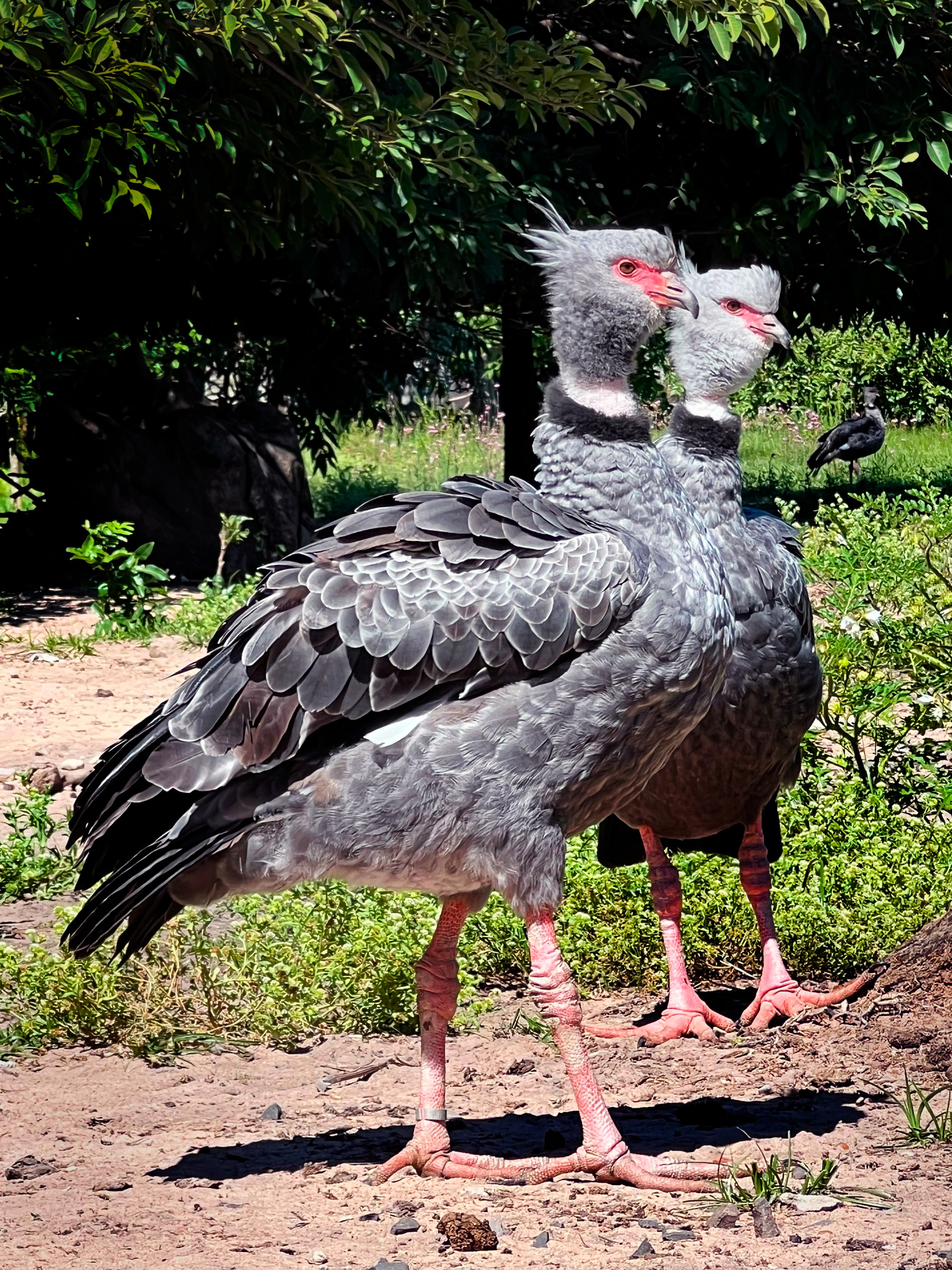 Image of The southern screamer