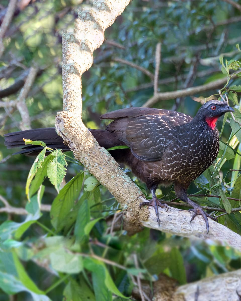 Image of Dusky-legged Guan