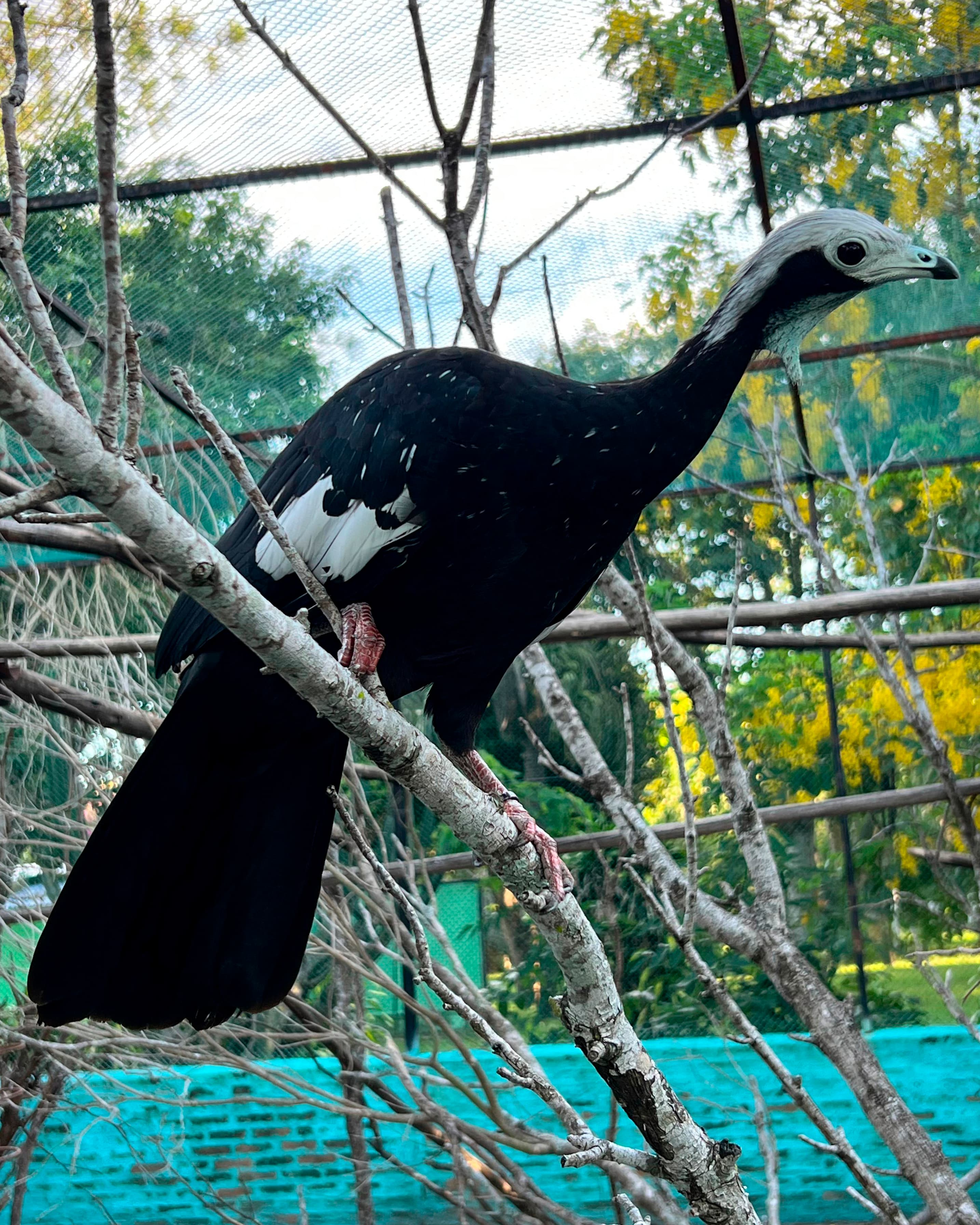 Image of Pava fantasma