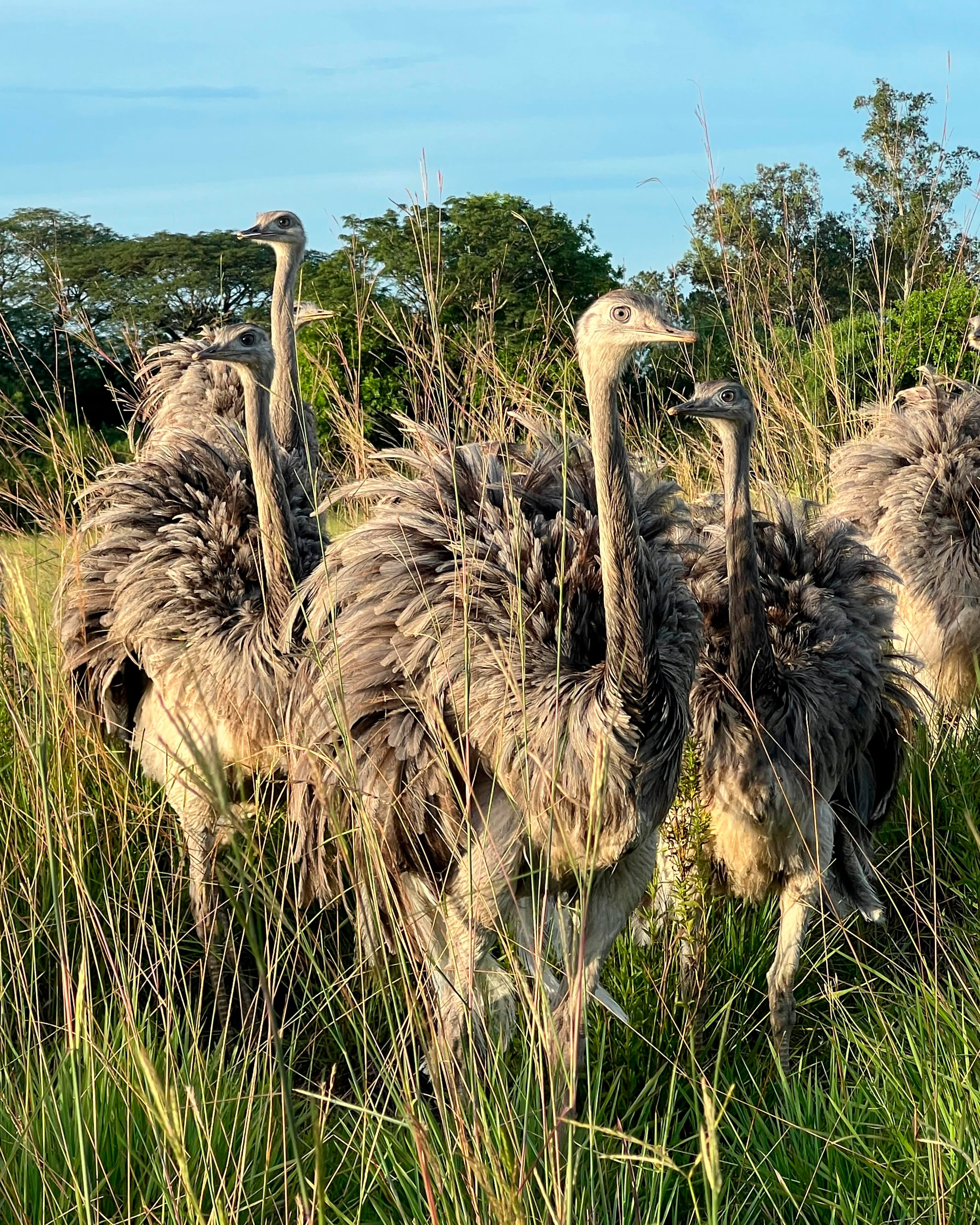 Image of Common Rhea