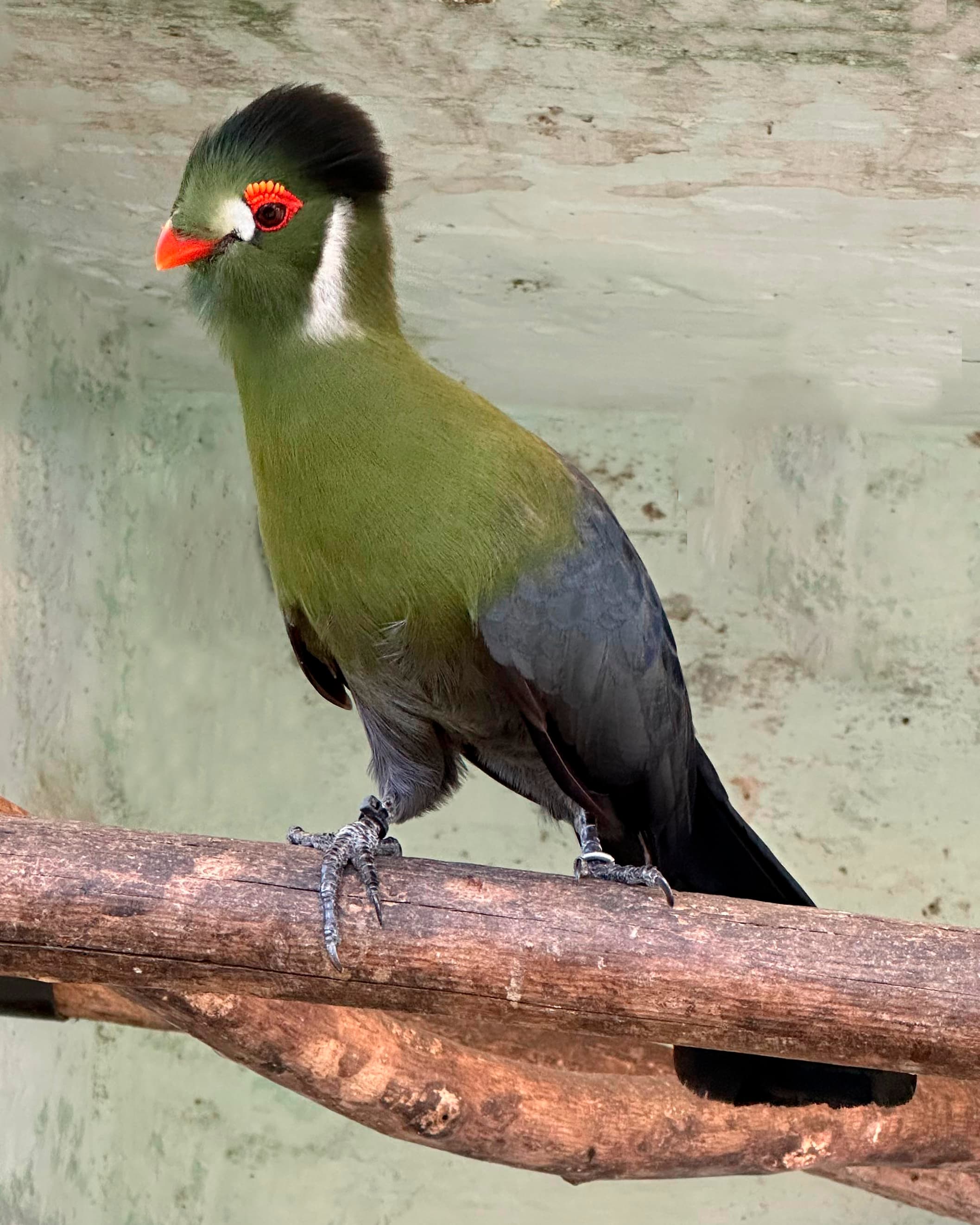 Image of Turaco cari blanco