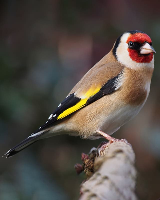 carduelis-carduelis