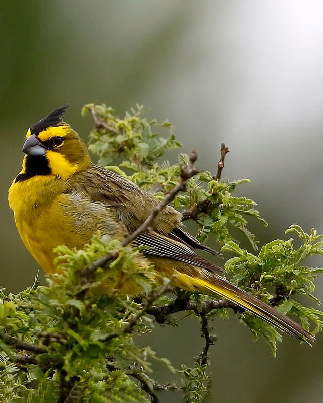 gubernatrix-cristata