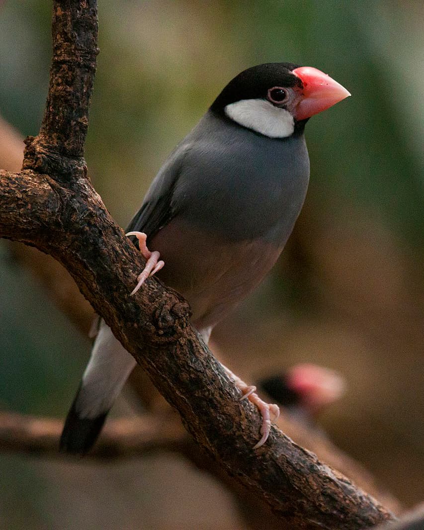 Image of Amazona cubana