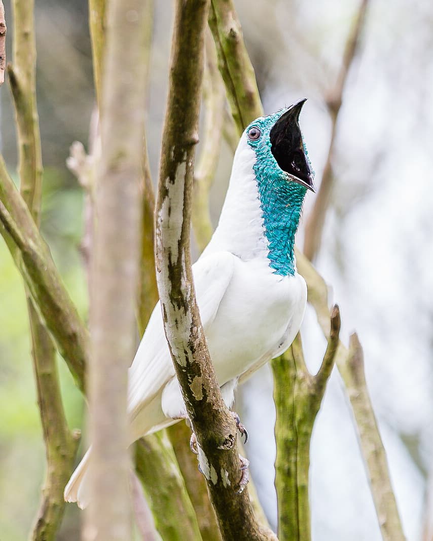 Image of Pájaro campana