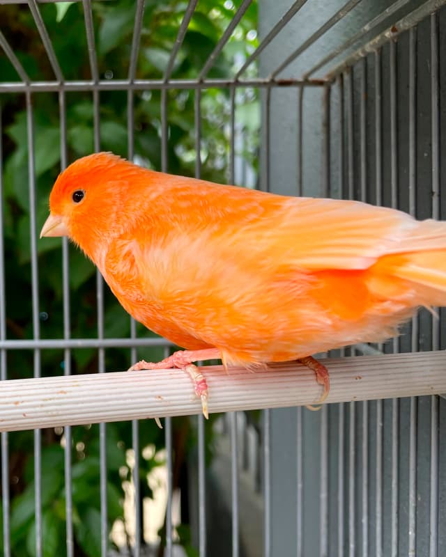 serinus-canaria-domestica