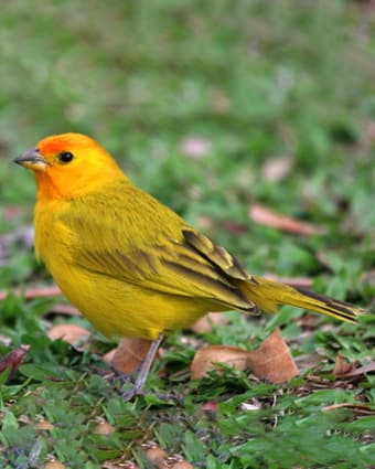 Image of Jilguero argentino