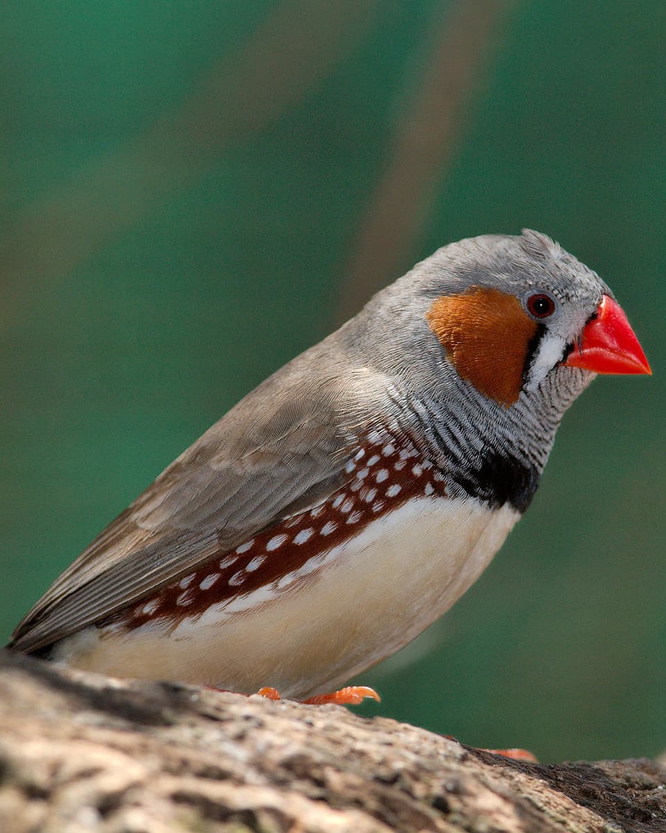 Image of Sunda zebra finch