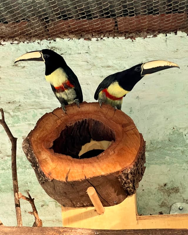 pteroglossus-aracari