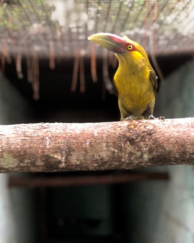 pteroglossus-bailloni