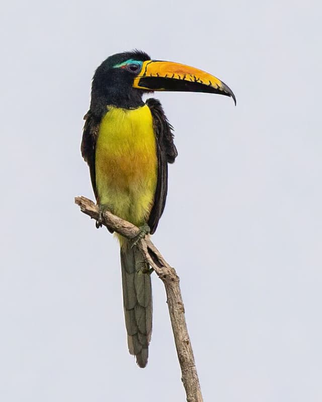 pteroglossus-inscriptus