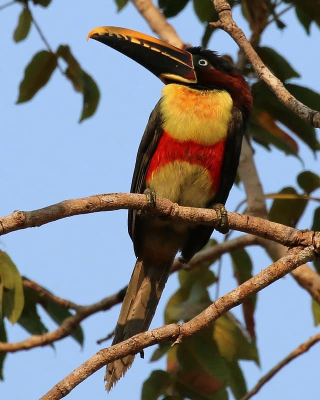 pteroglossus-castanotis