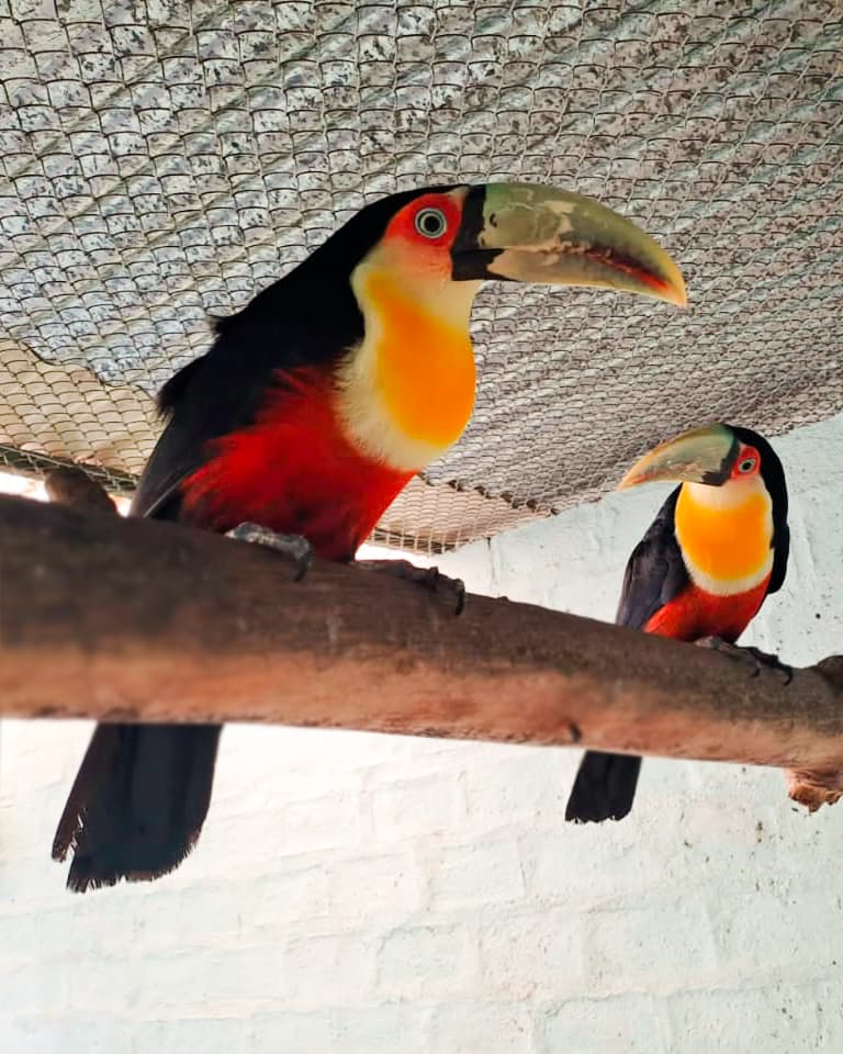 Image of Tucán bicolor