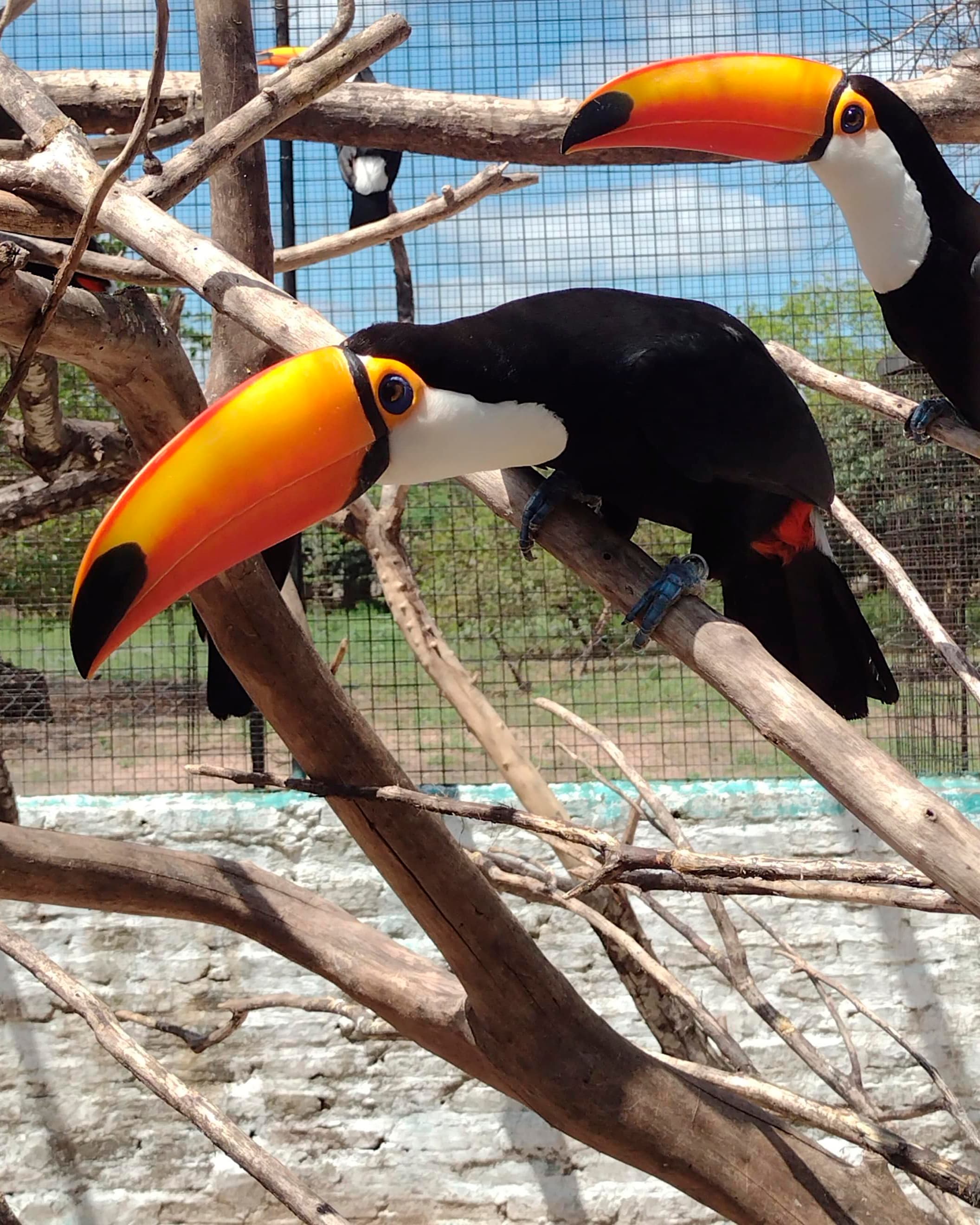 Image of Toco toucan