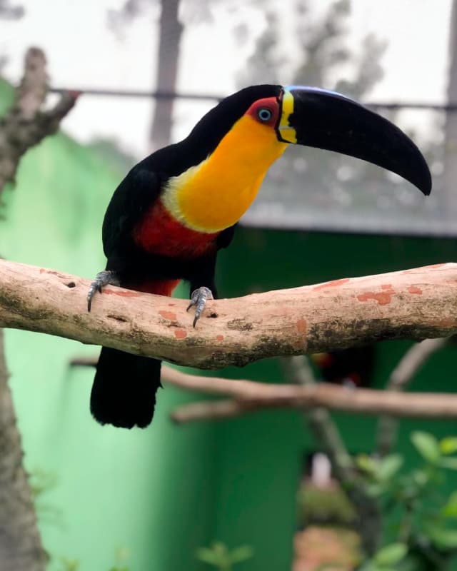 ramphastos-vitellinus