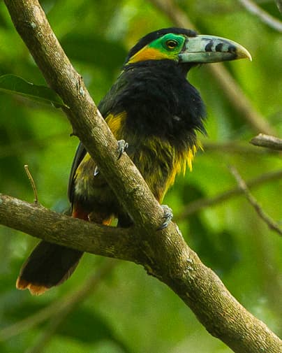 selenidera-maculirostris