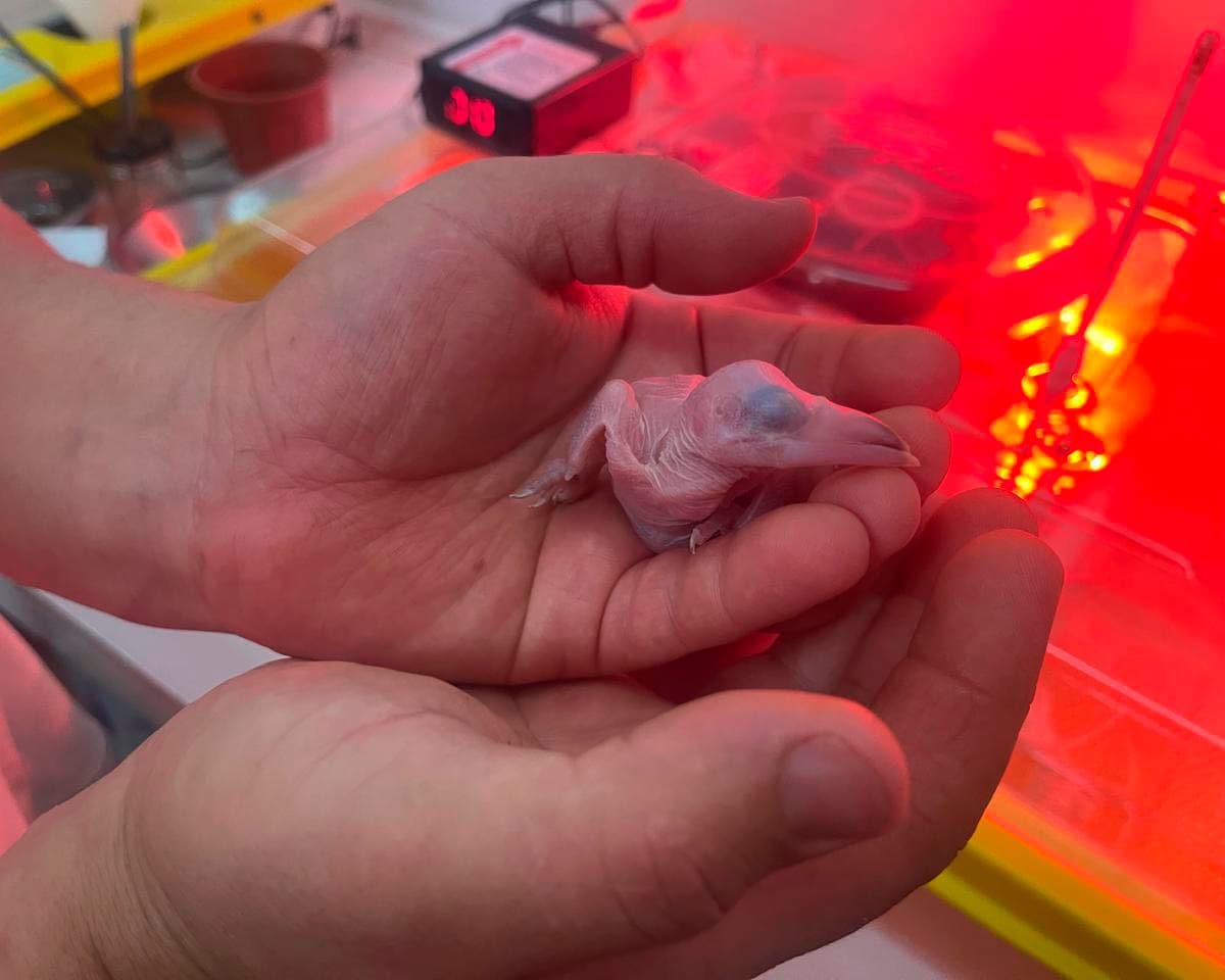 Nursery and Nursing Room - Imagen 1