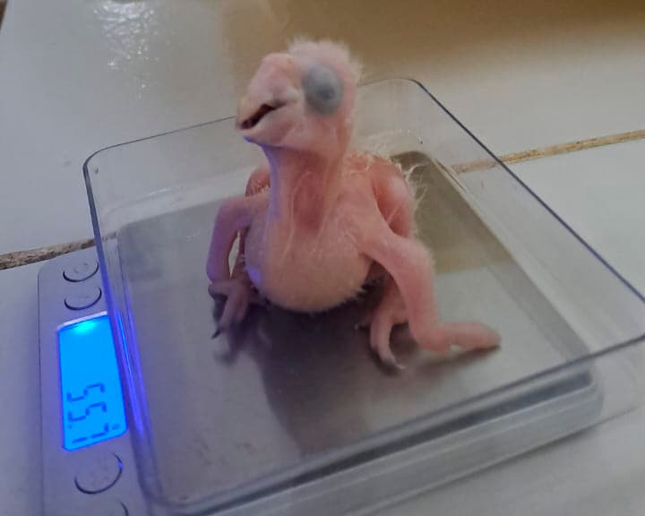 Nursery and Nursing Room - Imagen 2