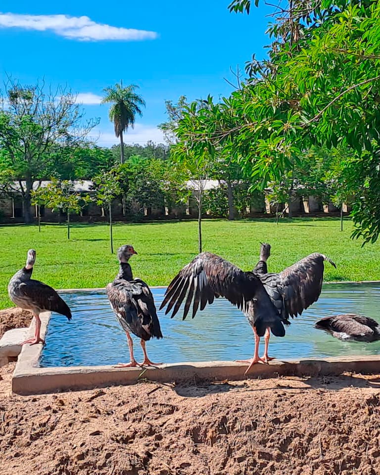 Green Spaces - Imagen 2