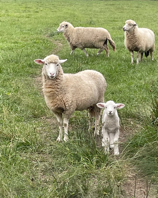 Green Spaces - Imagen 1