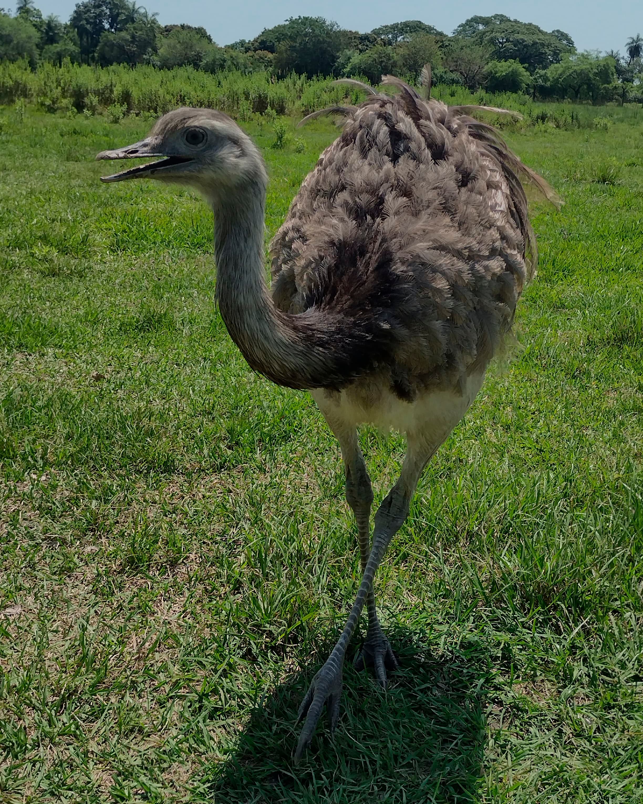 Green Spaces - Imagen 3