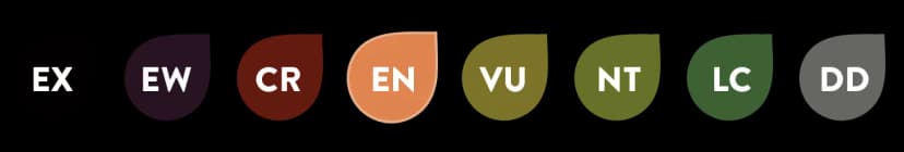 Image of conservation of Amazona cubana