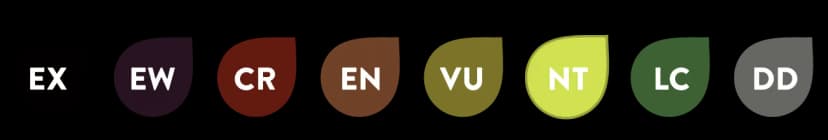 Image of conservation of Mealy amazon